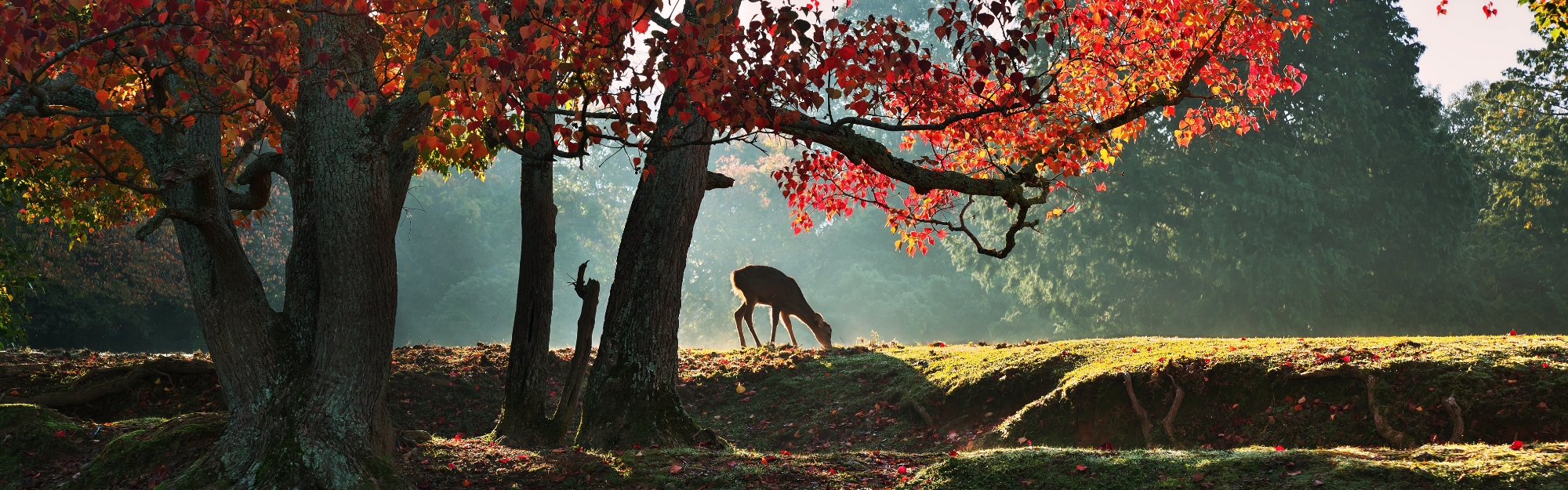 View of deer next to autumn leaves.